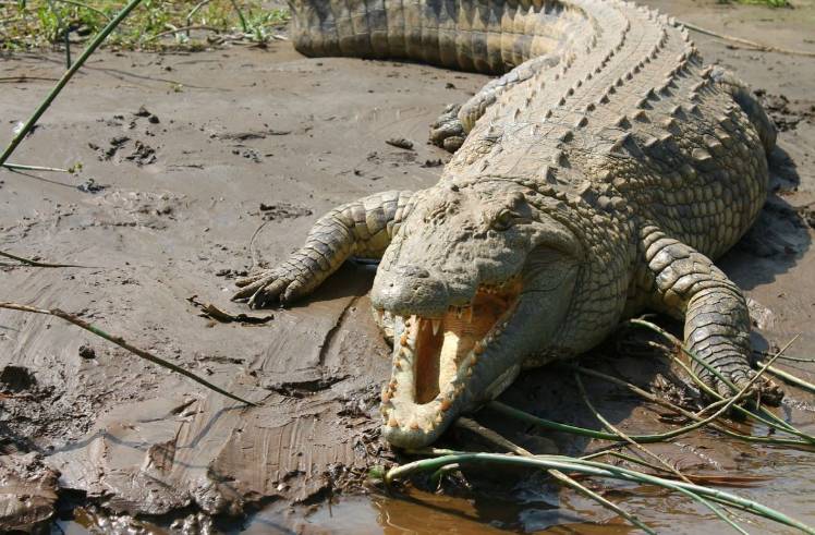 Crocodile mauls Indonesia plantation worker to death