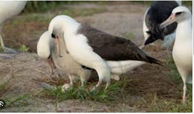 World's oldest known wild bird is expecting again, aged 74
