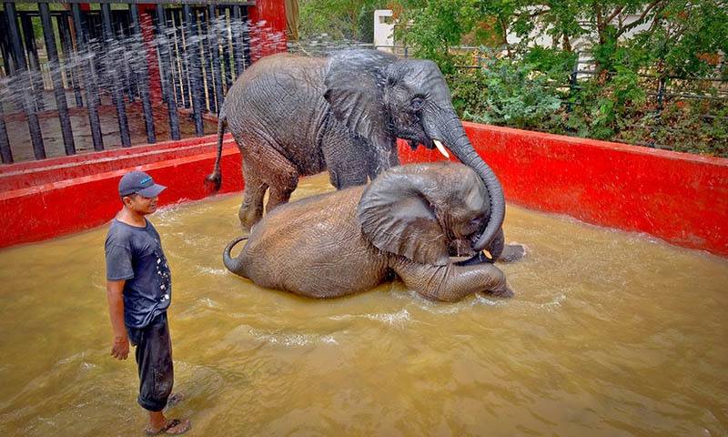 Karachi's beloved elephant 'Sonu' passes away at Safari Park