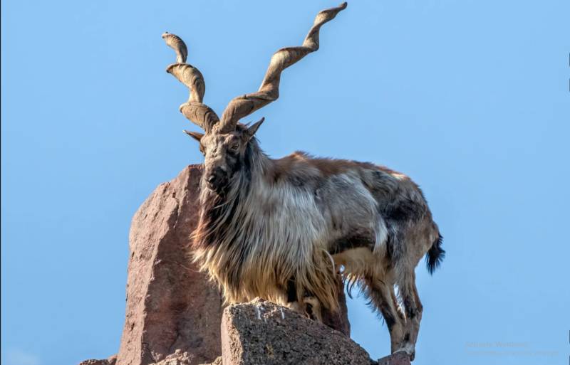 US hunter pays Rs75 million to hunt Markhor in Pakistan
