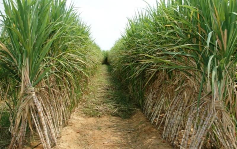 Support price: Punjab cabinet leaves growers at mercy of sugar mills