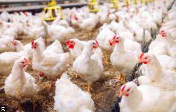 Experts warn of bird flu's pandemic threat