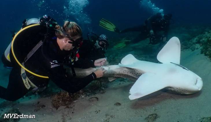 Breakthrough in marine conservation: Leopard sharks inseminated to boost genetic diversity