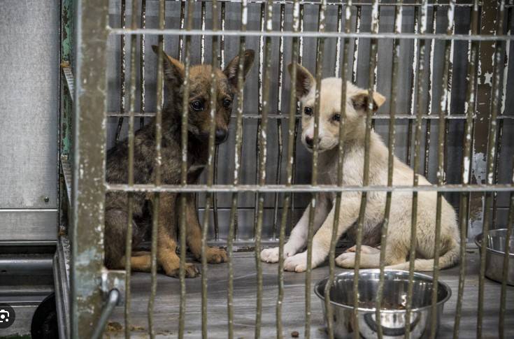 Fire kills dozens of dogs in Japan