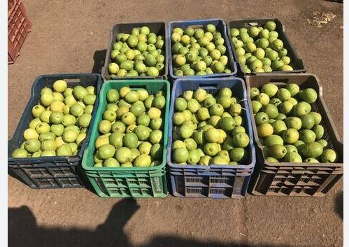 Attempt to smuggle drugs in guava crates foiled in Islamabad