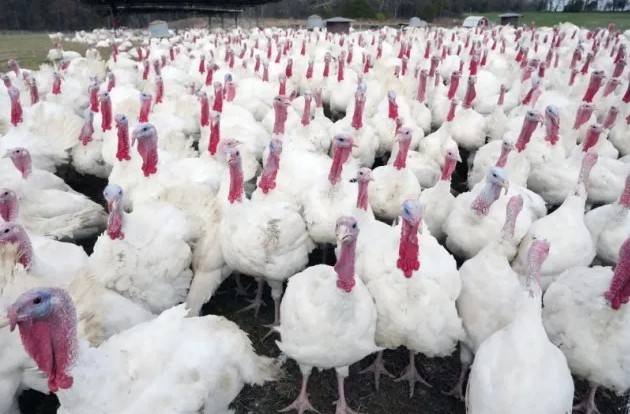 US records its first human death from bird flu