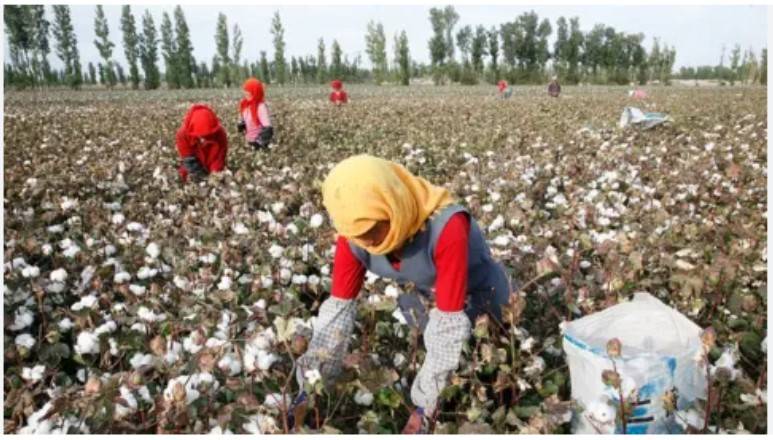 Top brands bought cotton grown by children in India