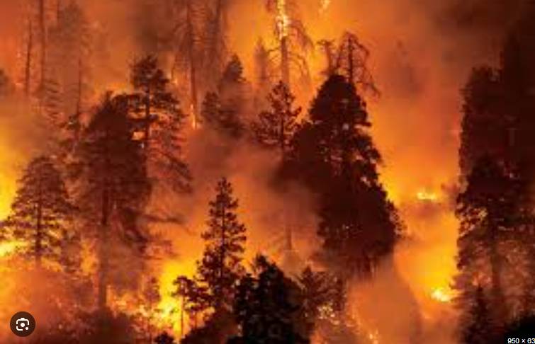 Large number of trees, shrubs burnt in Murree, AJK forest fires