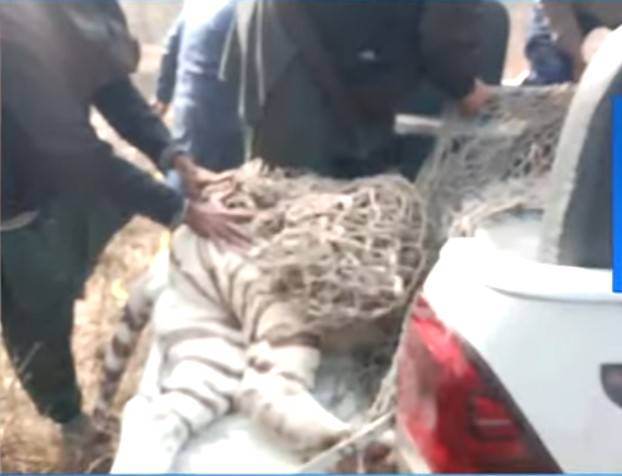 Visitors run for life as lion breaks loose at Jallo Park in Lahore
