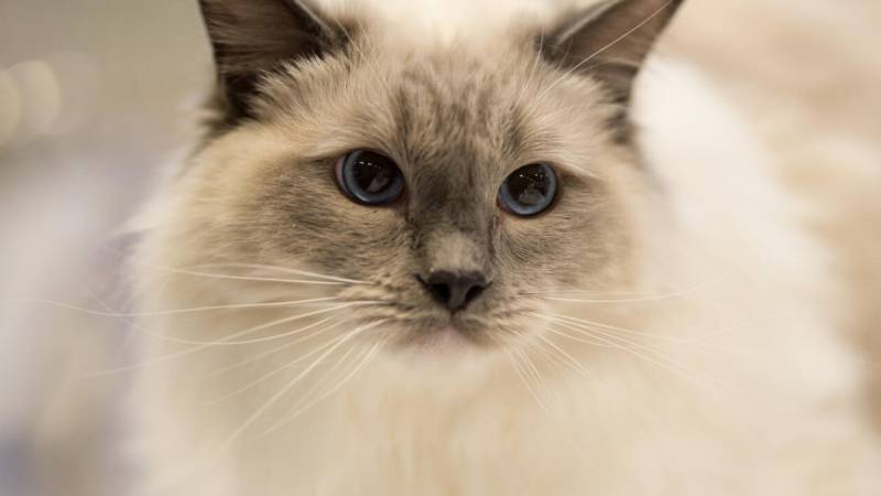 Purrfect! Scotland has no plans to ban cats, leader says
