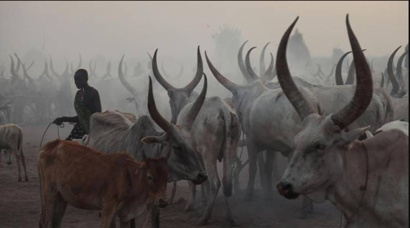 Attack on South Sudan cattle camp kills 41