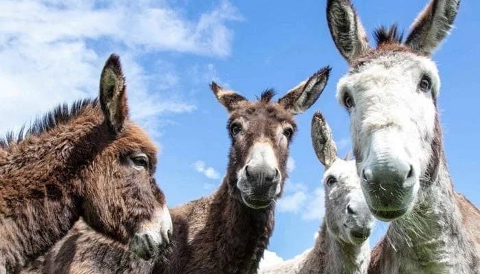 Donkey slaughterhouse in Gwadar begins production to meet demand for meat