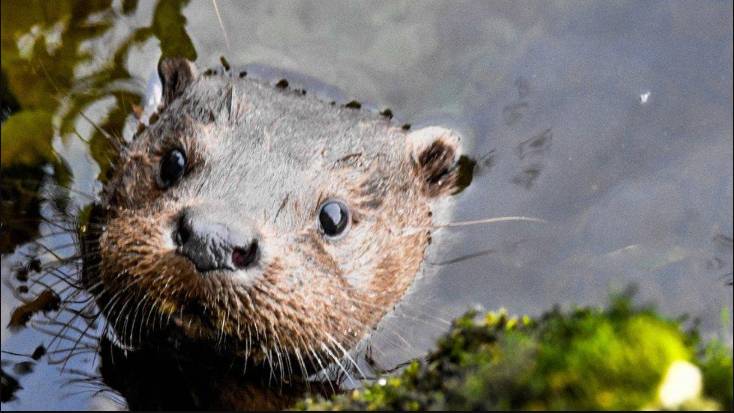 Rare otter 'disappeared' in Kyrgyzstan, experts warn