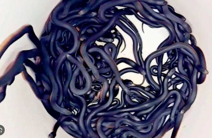 Australian team wrangles 102 venomous snakes from backyard