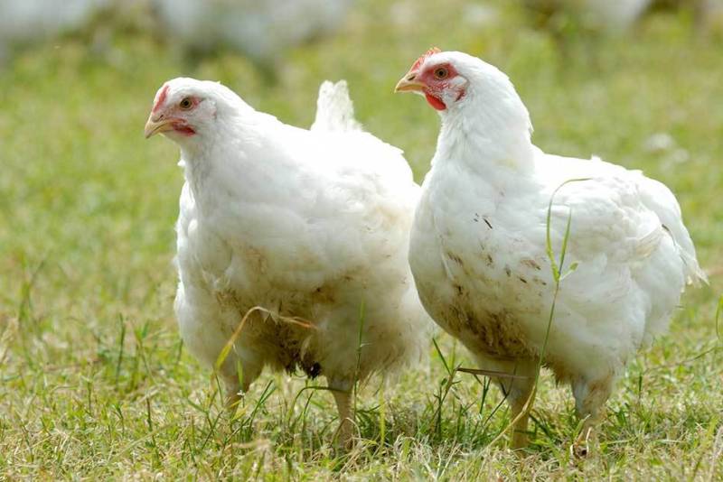 UK govt bans 'bird gatherings' as avian flu outbreak worsens