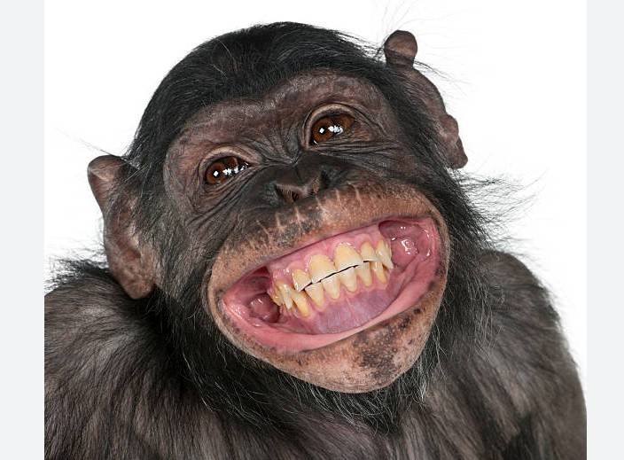 Sri Lankan monkey causes nationwide blackout