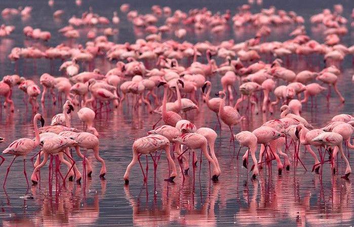 Tunisia says it foiled attempt to smuggle flamingos