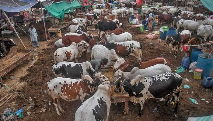 Commitment to advancing livestock & fishing sectors in Pakistan
