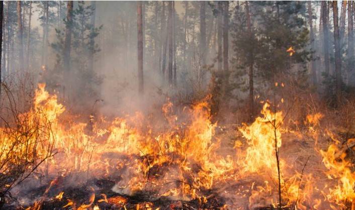 Wildlife, herbs damaged as fire engulfs Kohlu forests again  