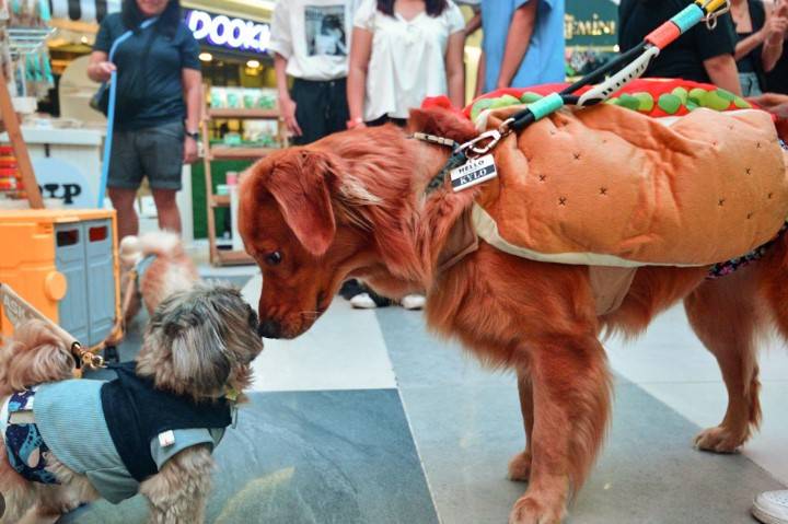 Scientists reveal how to make dogs pay attention