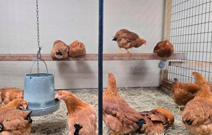 Facing egg shortage, Americans bring chickens home to roost