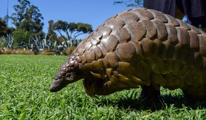 Poaching, retaliatory killings, illegal trade: Pakistan’s pangolin population down by 80%