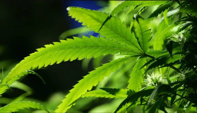Switzerland mulls legalising recreational cannabis