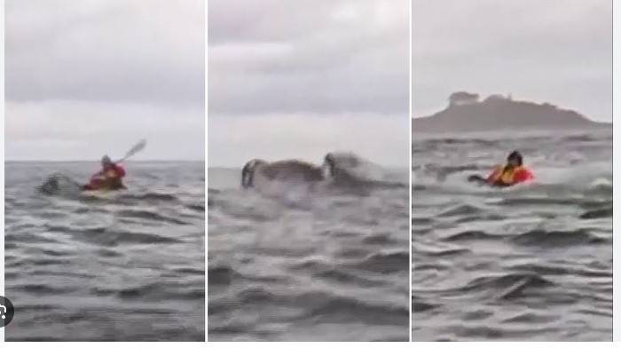 Whale gulps kayaker in Chile, then spits him out