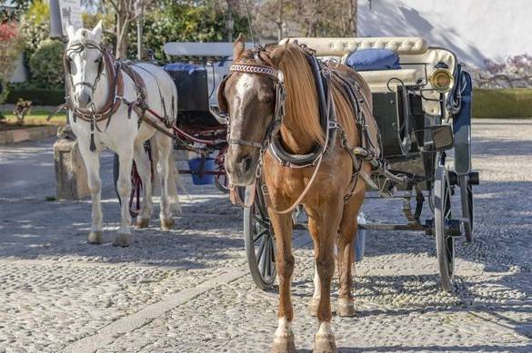 Spanish tourist hotspot Malaga to ban horse-drawn carriages