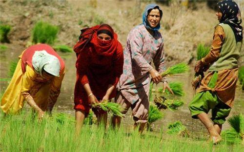 Modi's India engulfs Kashmir farmers' land
