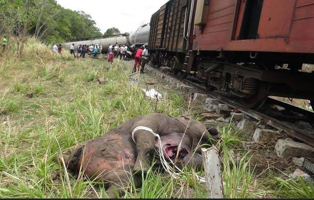 Sri Lanka train derailed after smashing into elephants