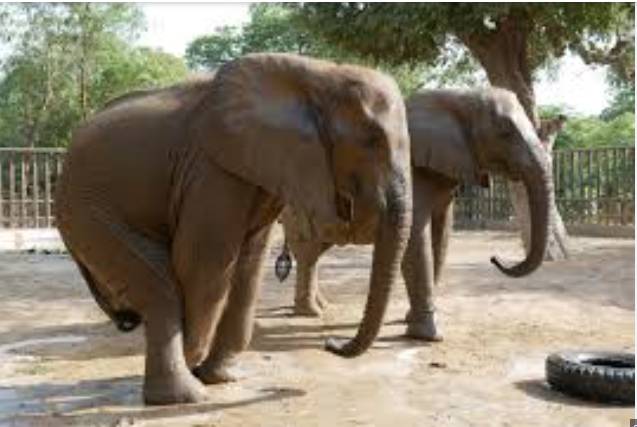 Madhubala and Malika suffer from fatal disease at Karachi Safari Park