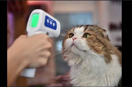 People can spread bird flu to their cats, US study suggests