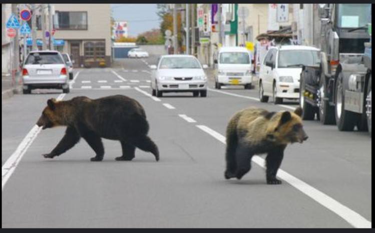 Japan approves 'emergency' urban bear shootings