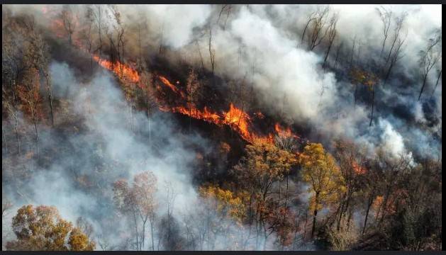 Fire destroys 200 acres of forests near Head Balloki