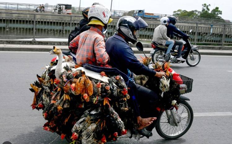 Cambodian toddler dies of bird flu