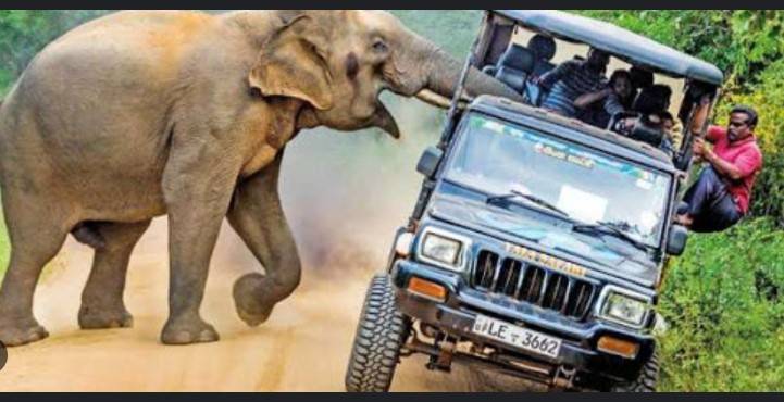 Sri Lanka reports massive tolls in human-elephant conflicts