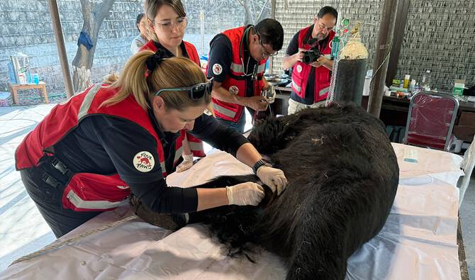 Black bear rescued in Pakistan, relocated to Islamabad for treatment