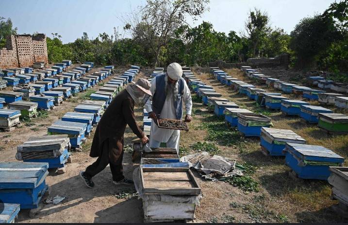 Plan B: Pakistan beekeepers widen pursuit of flowers