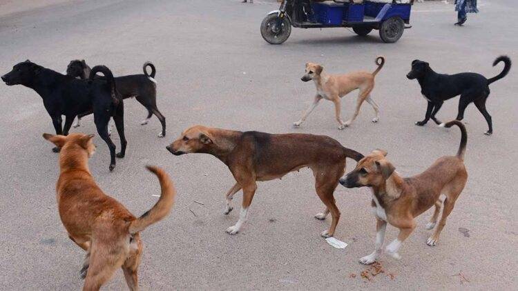 Karachi reports 10,000 dog bite cases in first two months of 2025