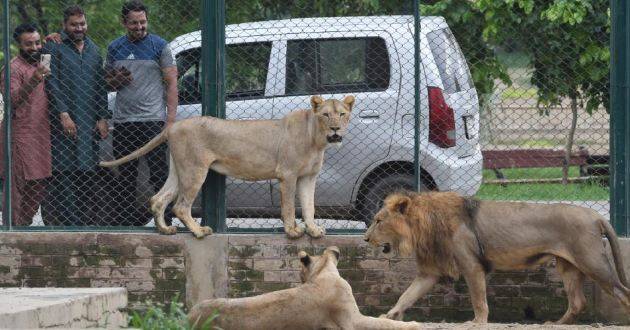 Lahore Safari Zoo to stay shut for maintenance ahead of Eid