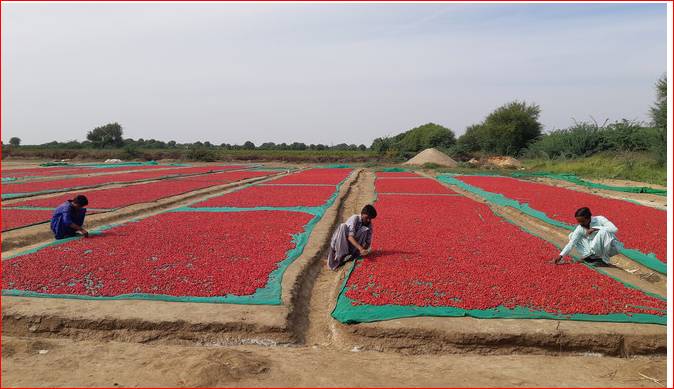 Red Chilli prices surge in Multan 