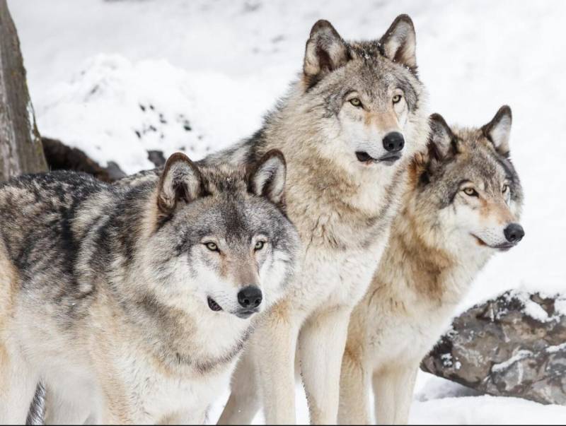 Protections drop for wolves in most of Europe