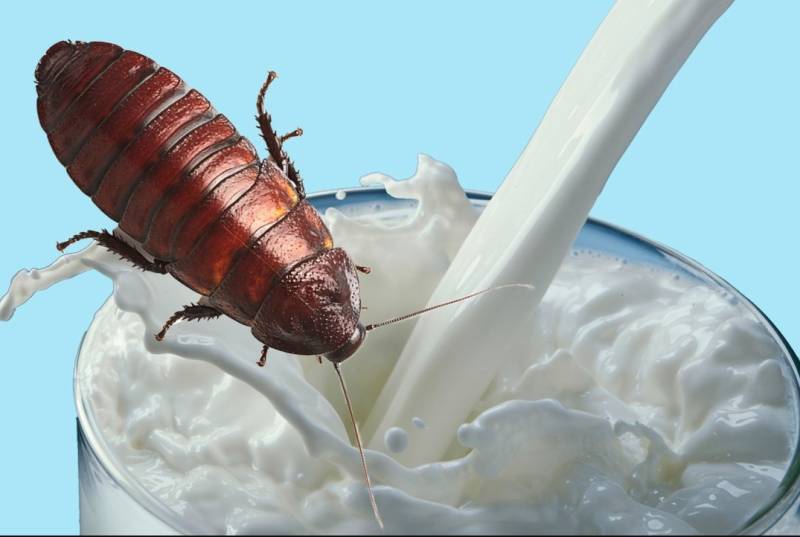 Cockroach milk: A potential superfood three times more nutritious than cow’s milk