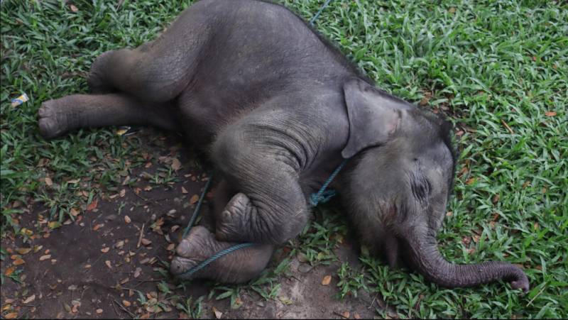 Baby elephant separated from mother rescued in Indonesia