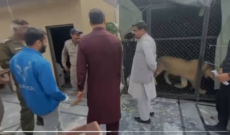 Man arrested for keeping lion on rooftop after viral selfie