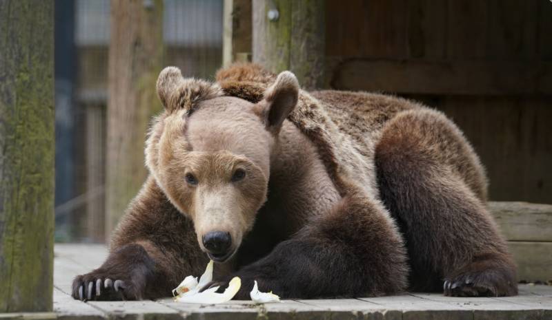 First brown bear to have brain surgery emerges from hibernation