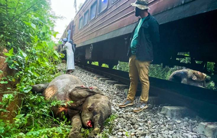 Sri Lanka adjusts train timings to tackle elephant deaths