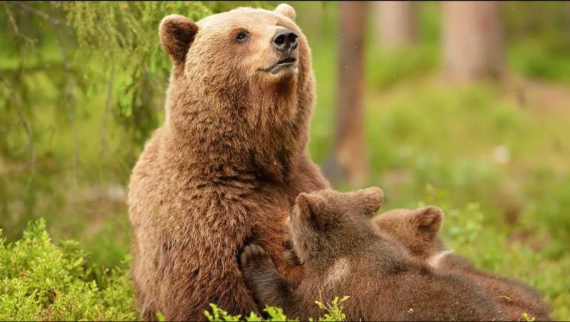 French hunter on trial for killing mother bear 