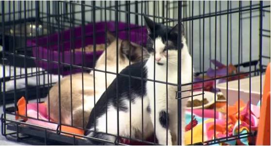 Hungarian woman who kept over 100 cats in squalor jailed for animal cruelty